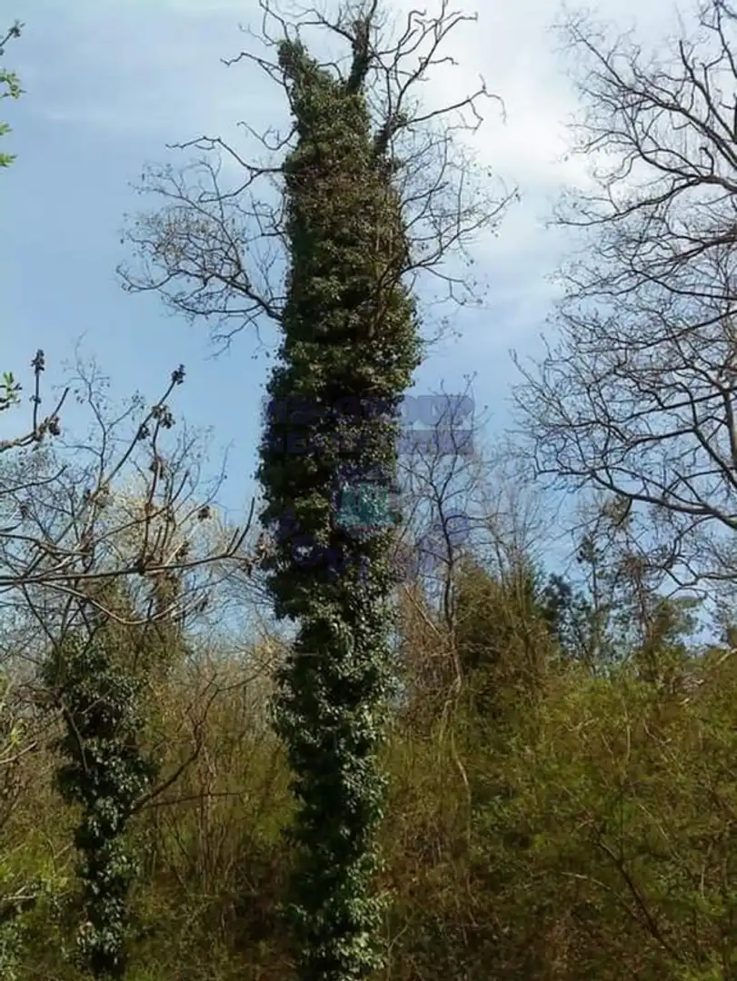 plac na prodaju Sremska Kamenica 1150m2 363376