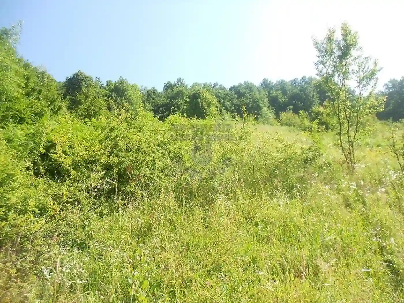 plac na prodaju Krušedol, 2699m2 405708