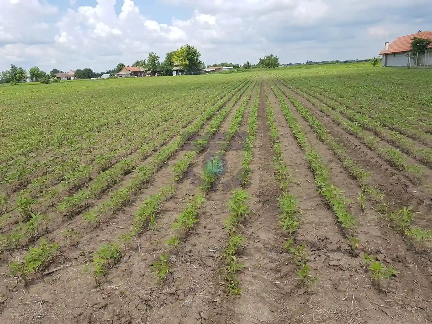plac na prodaju Čenej 5755m2 445023