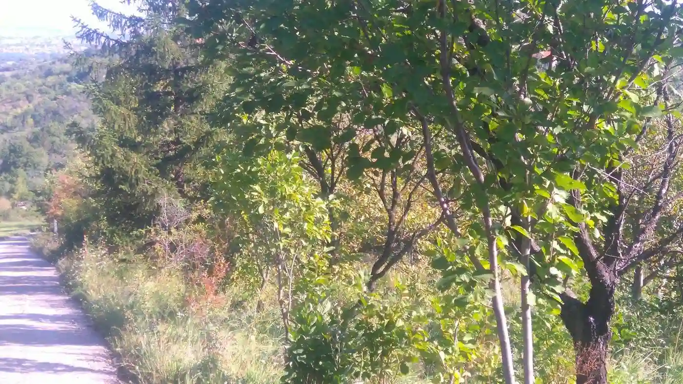 plac na prodaju Sremska Kamenica 2694m2 489529