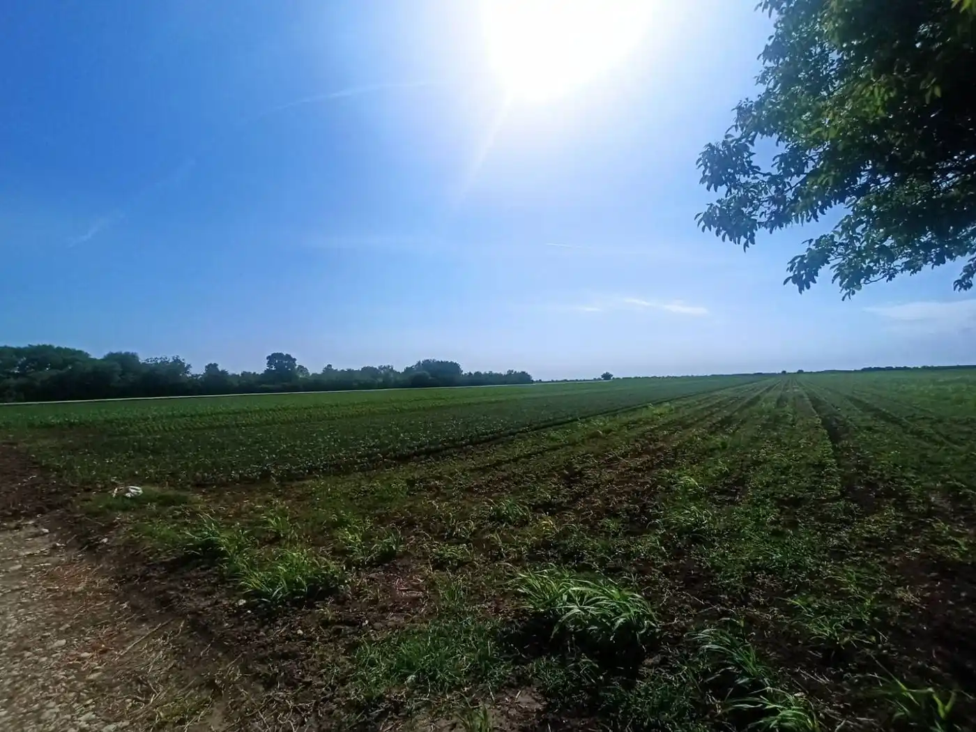 plac na prodaju Kisač 3106m2 491048