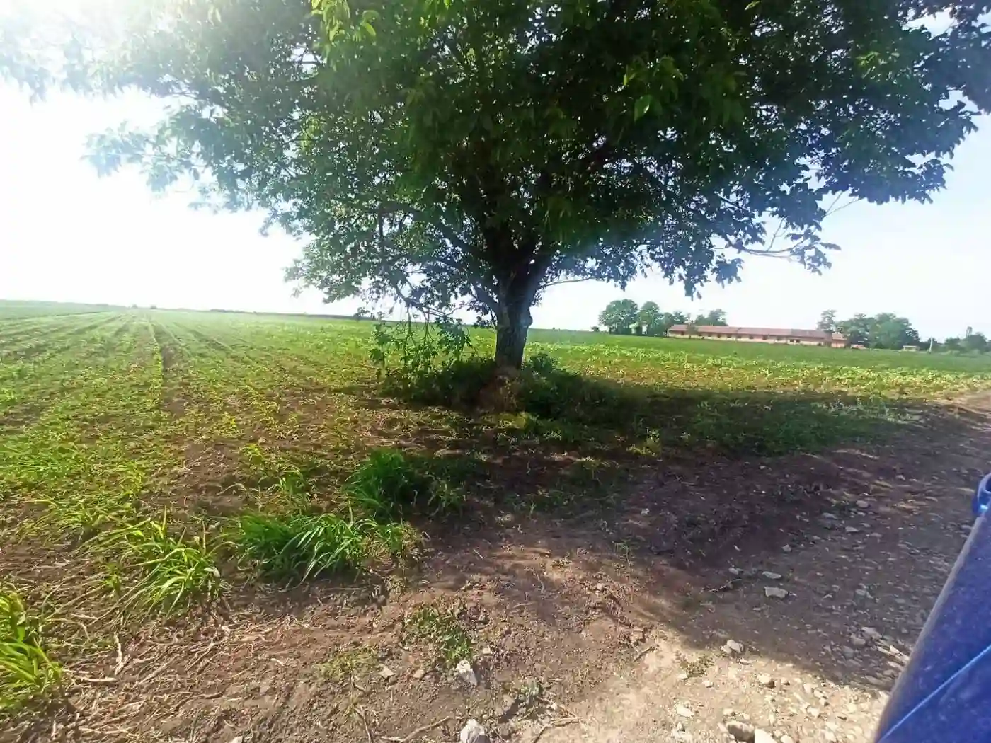 plac na prodaju Kisač 3106m2 491048