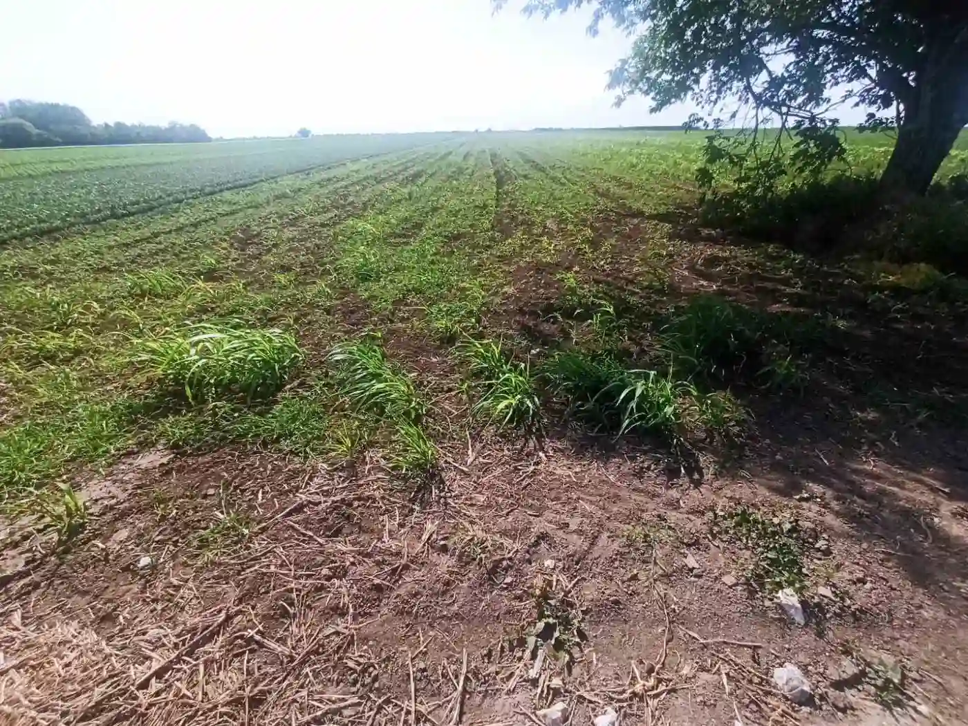 plac na prodaju Kisač 3106m2 491048