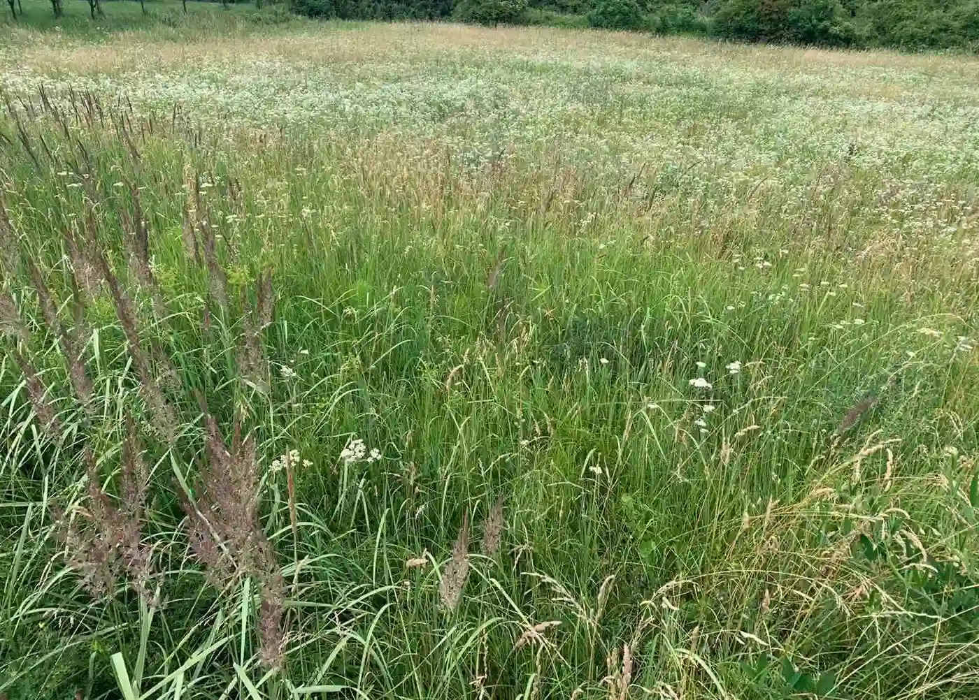 plac na prodaju Vrdnik, 12000m2 401632