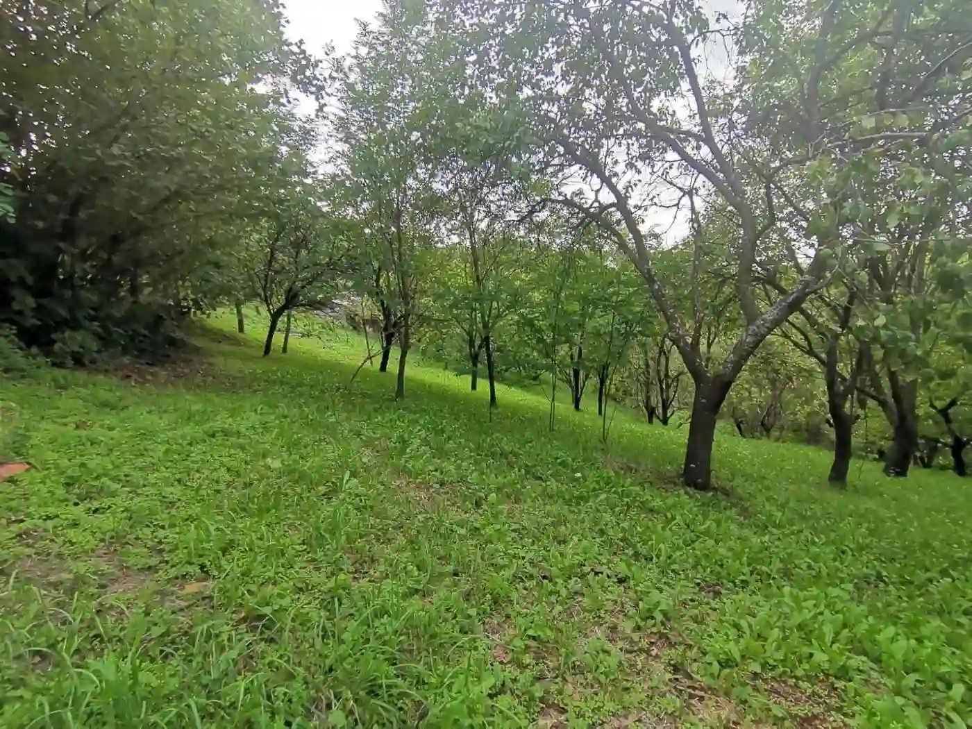 plac na prodaju Sremski Karlovci, 3057m2 496509