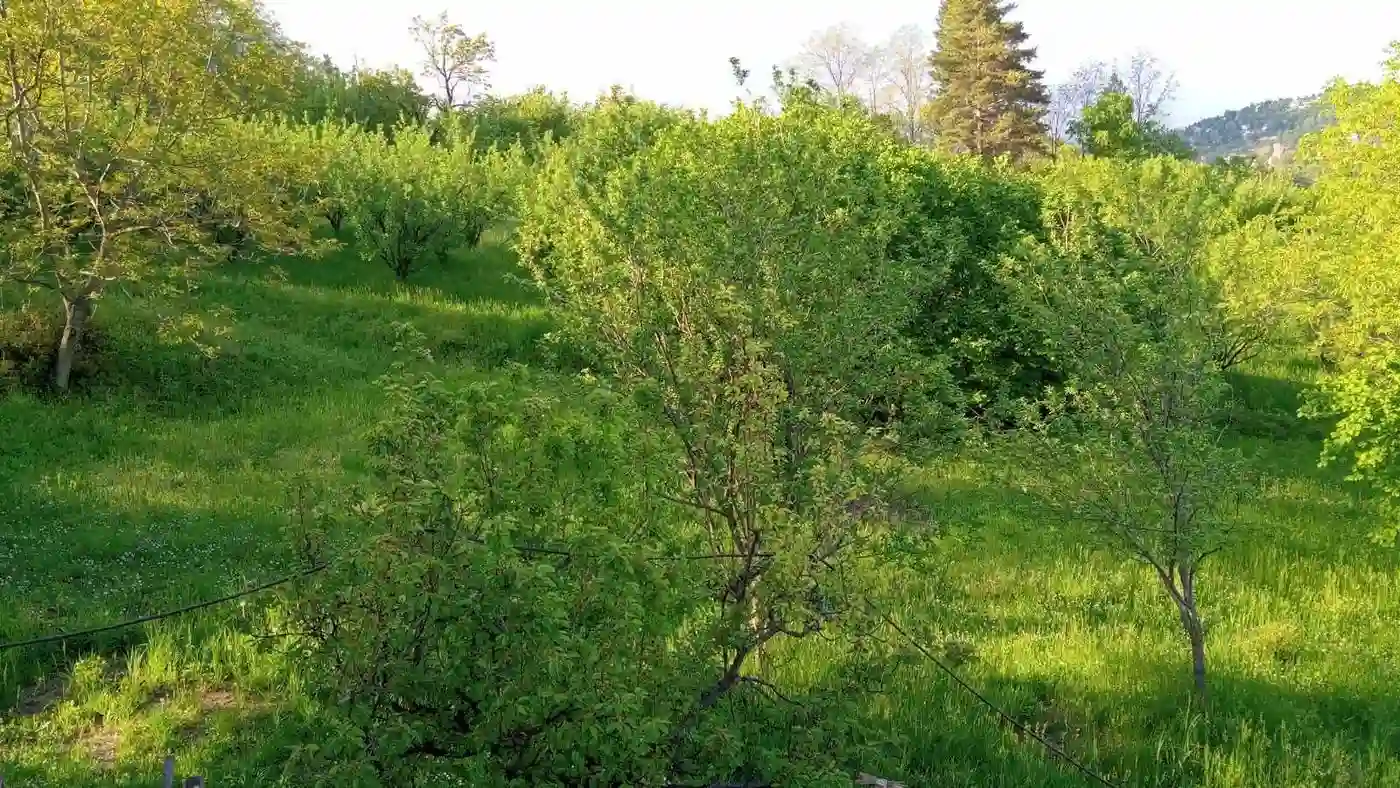 plac na prodaju Sremska Kamenica 1733m2 505868