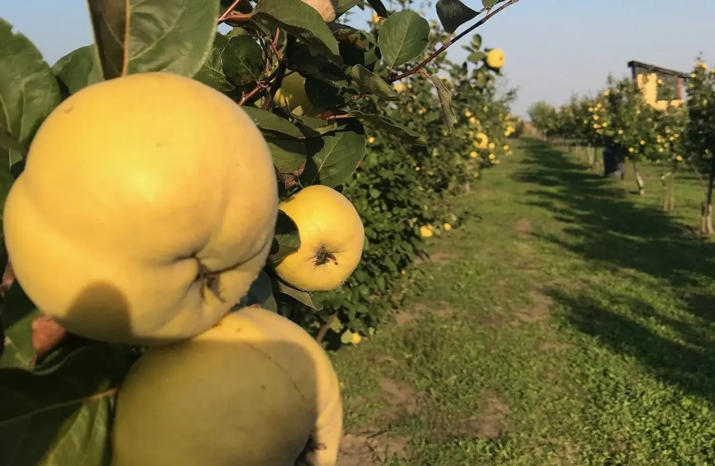 plac na prodaju Bačko Dobro Polje, 2210m2 508002