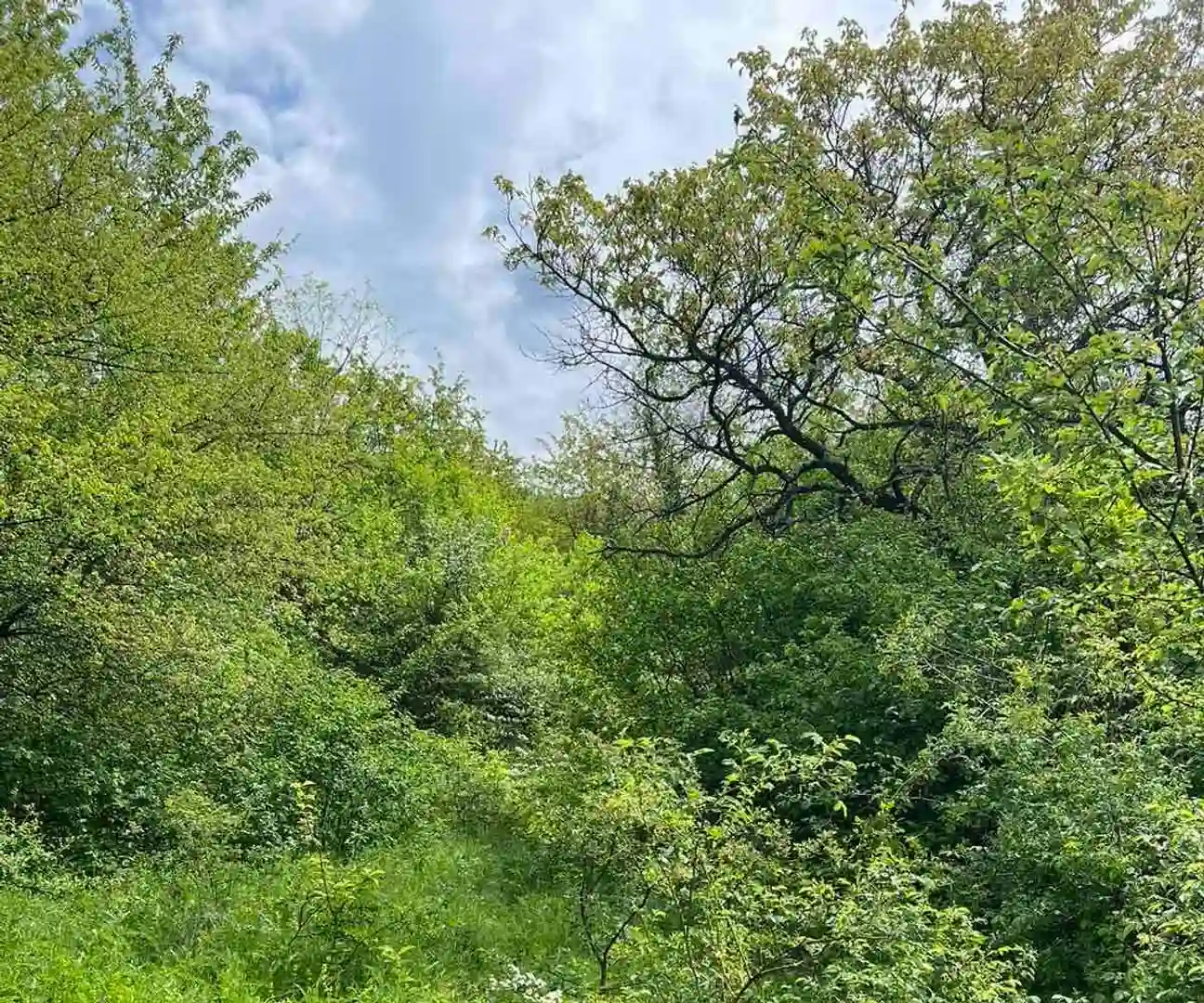 plac na prodaju Sremski Karlovci 484m2 509829