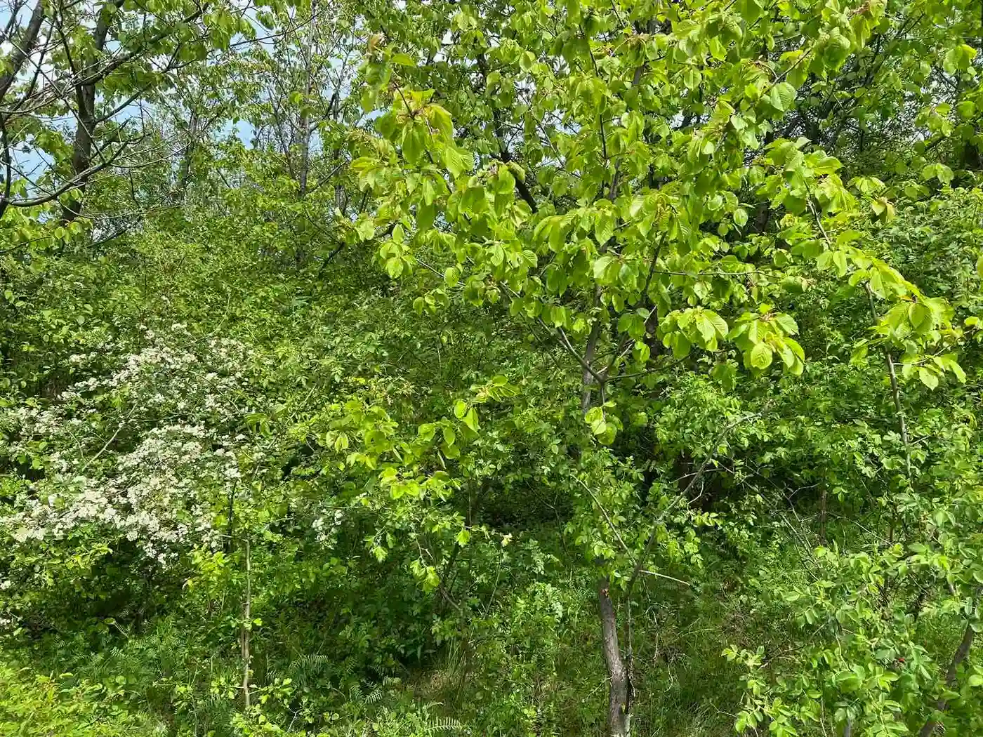 plac na prodaju Sremski Karlovci 484m2 509829