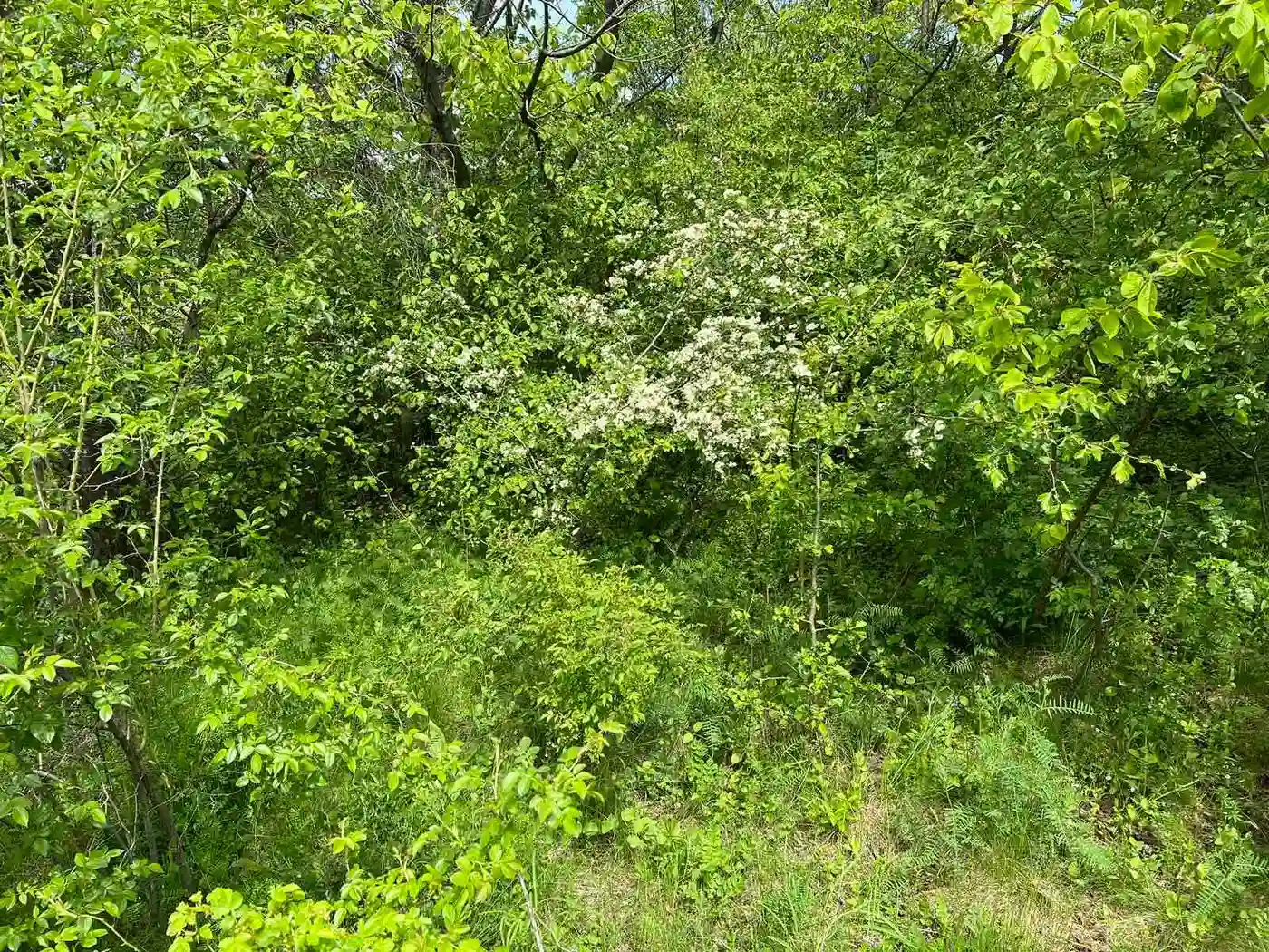 plac na prodaju Sremski Karlovci 484m2 509829