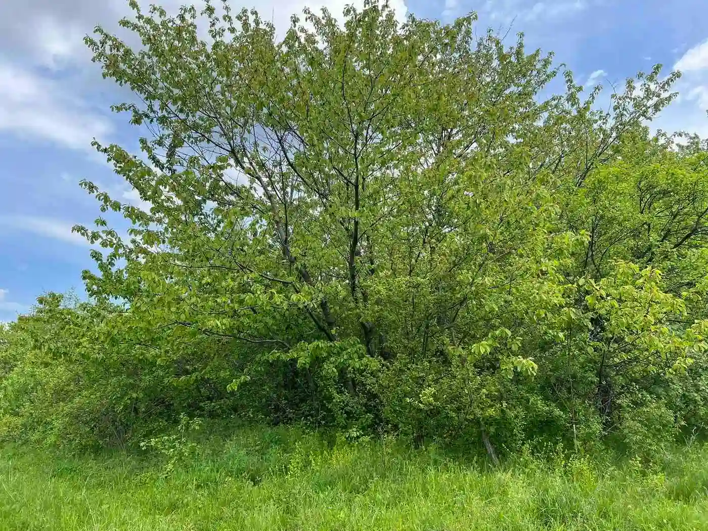 plac na prodaju Sremski Karlovci 484m2 509829