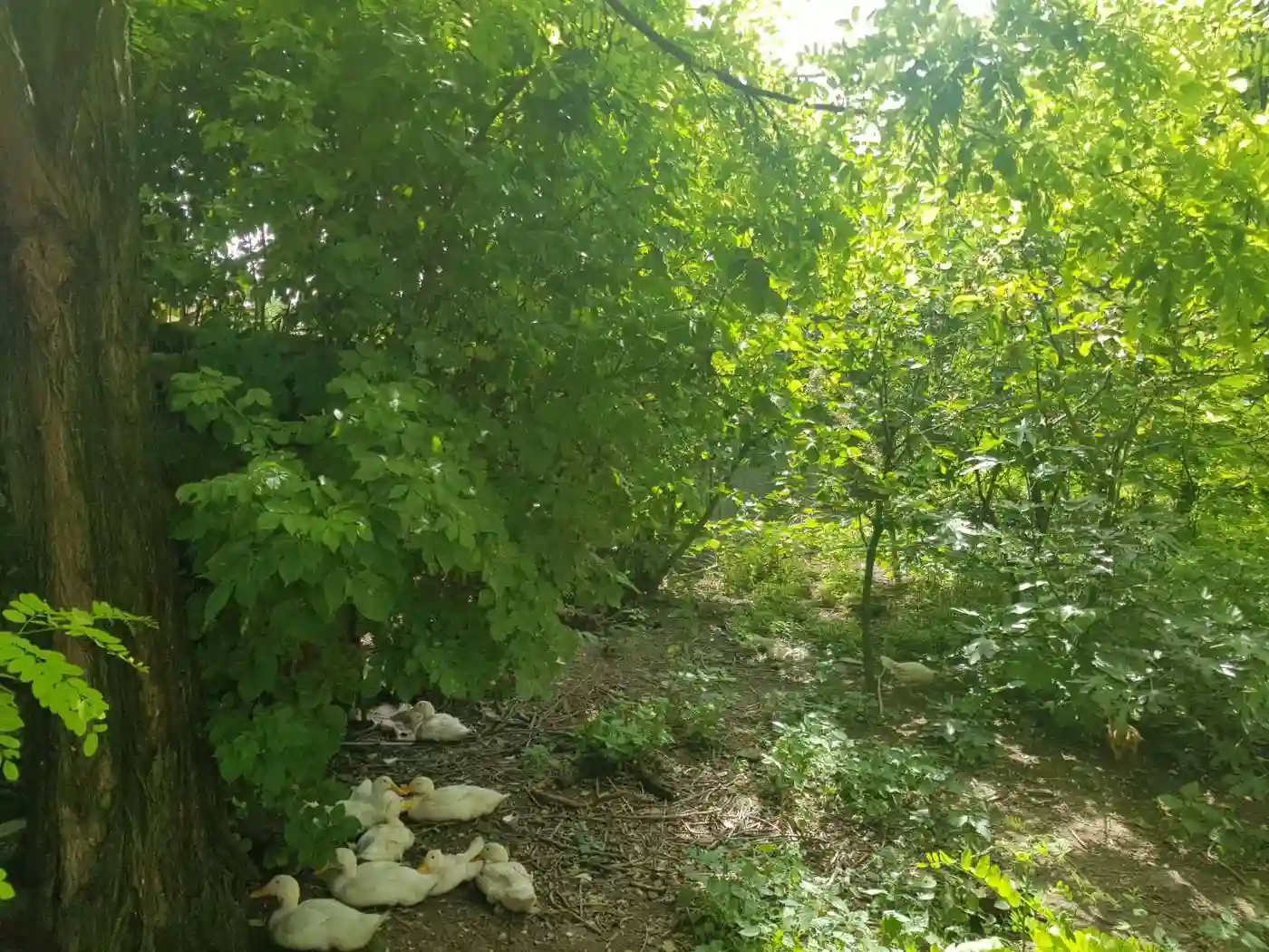 kuca na prodaju Rumenka 66m2 510823