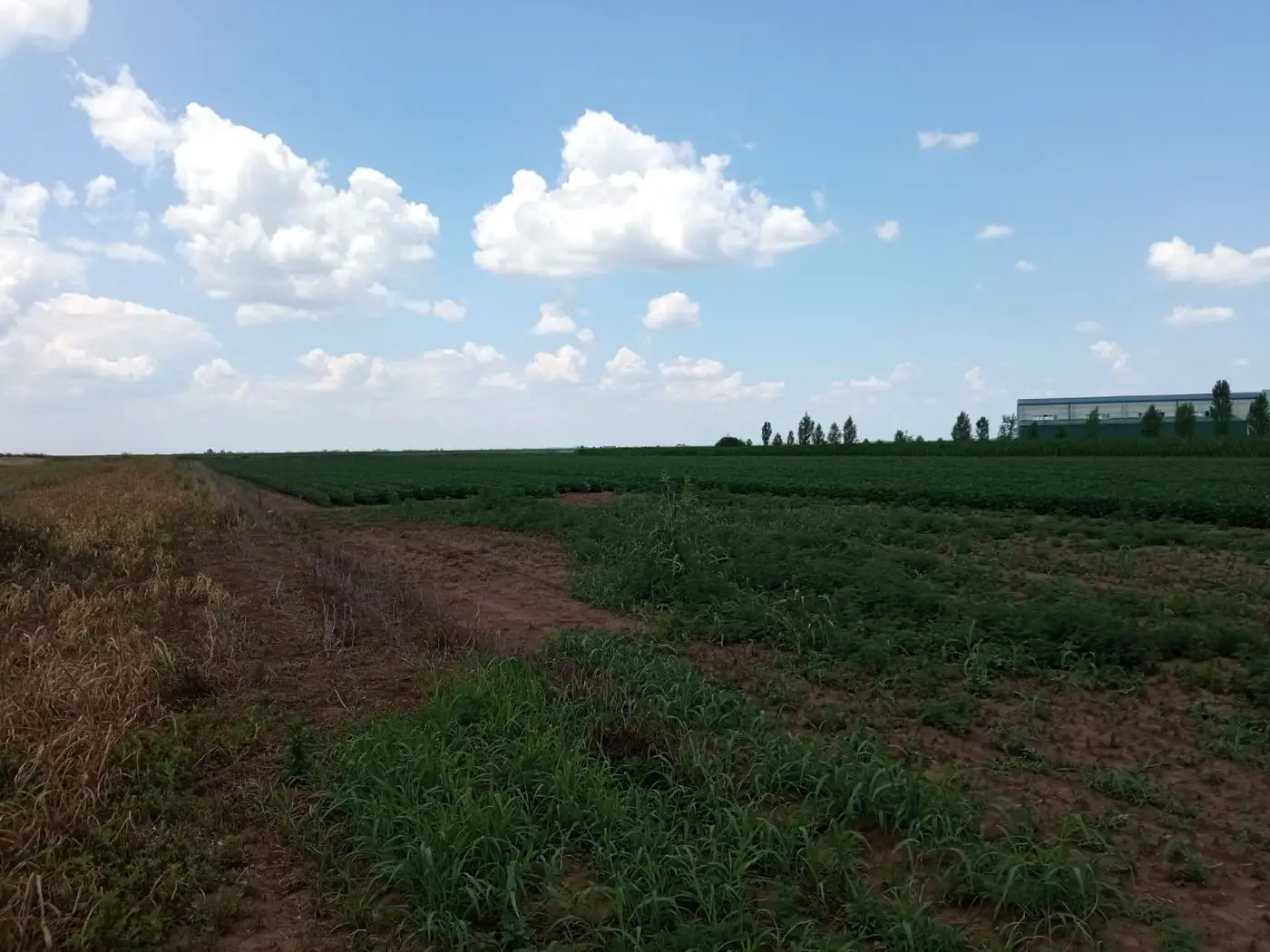 plac na prodaju Rumenka 912m2 513335