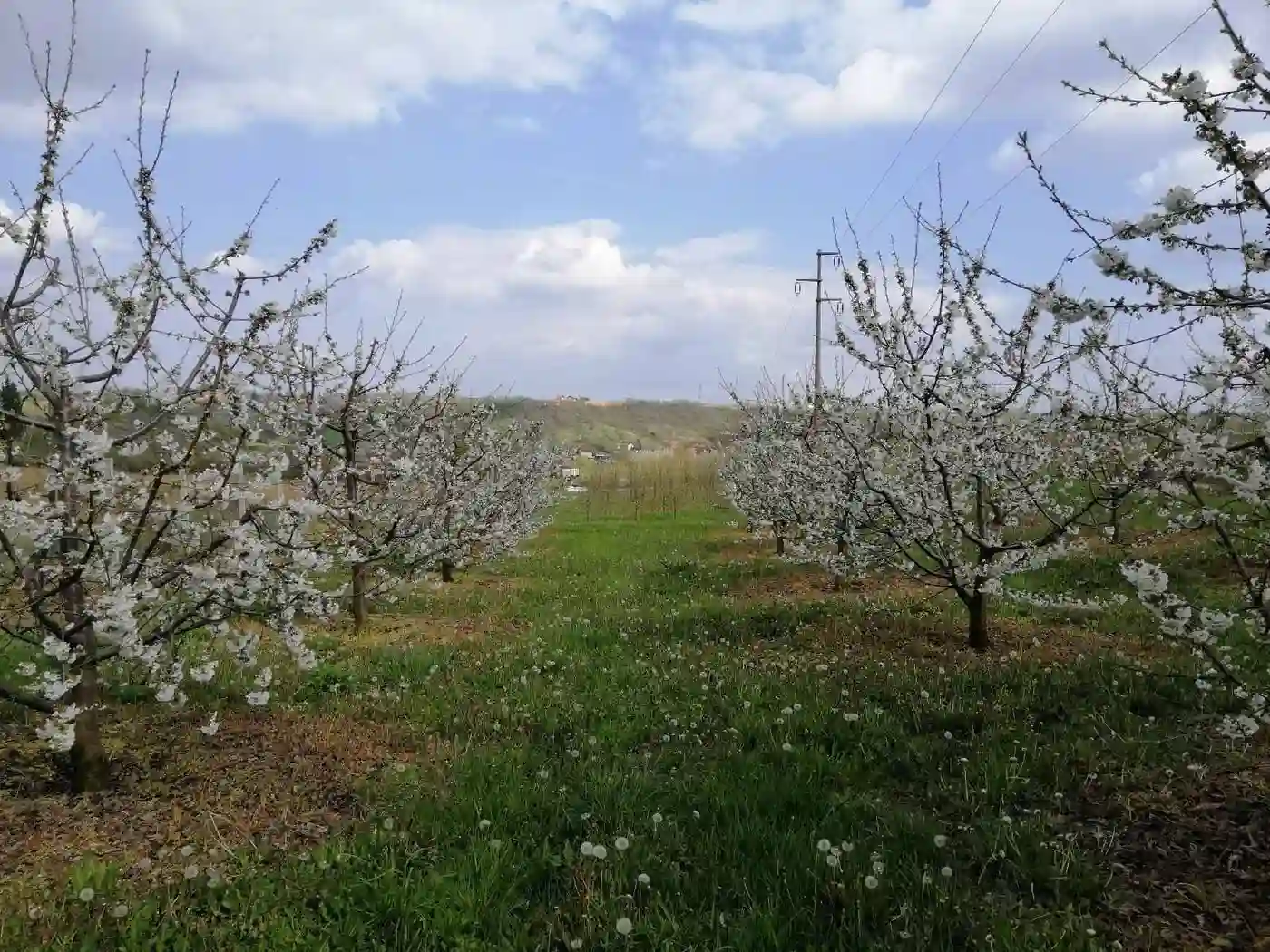 plac na prodaju Petrovaradin 2632m2 513597