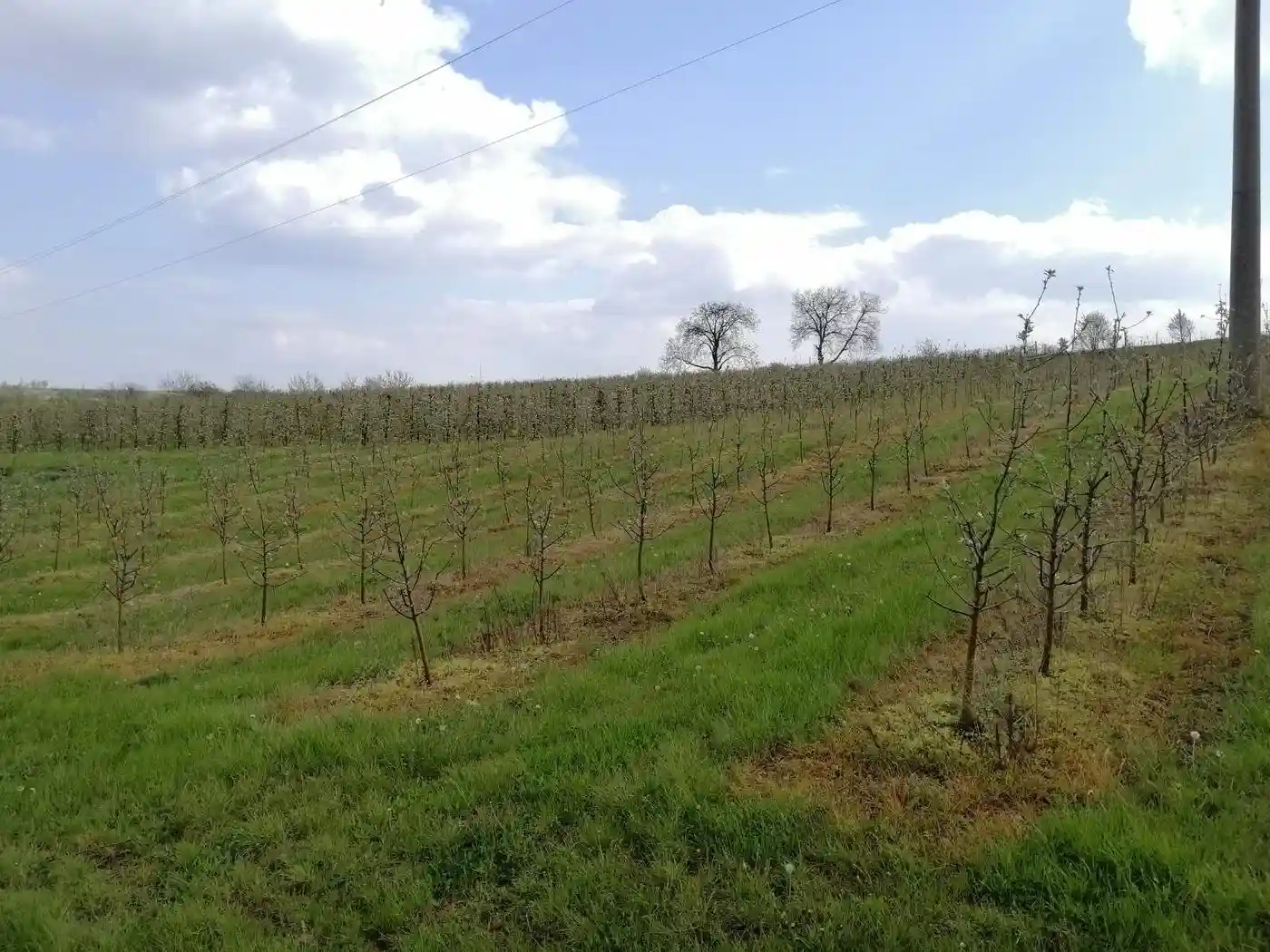 plac na prodaju Petrovaradin 2632m2 513597
