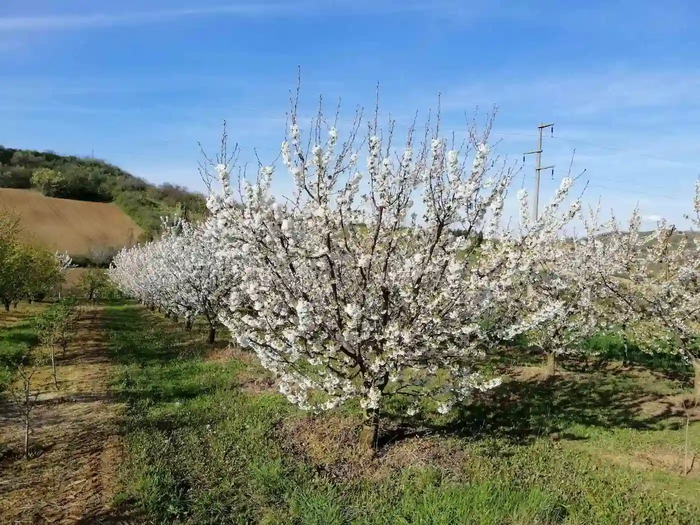 plac na prodaju Petrovaradin 2632m2 513597