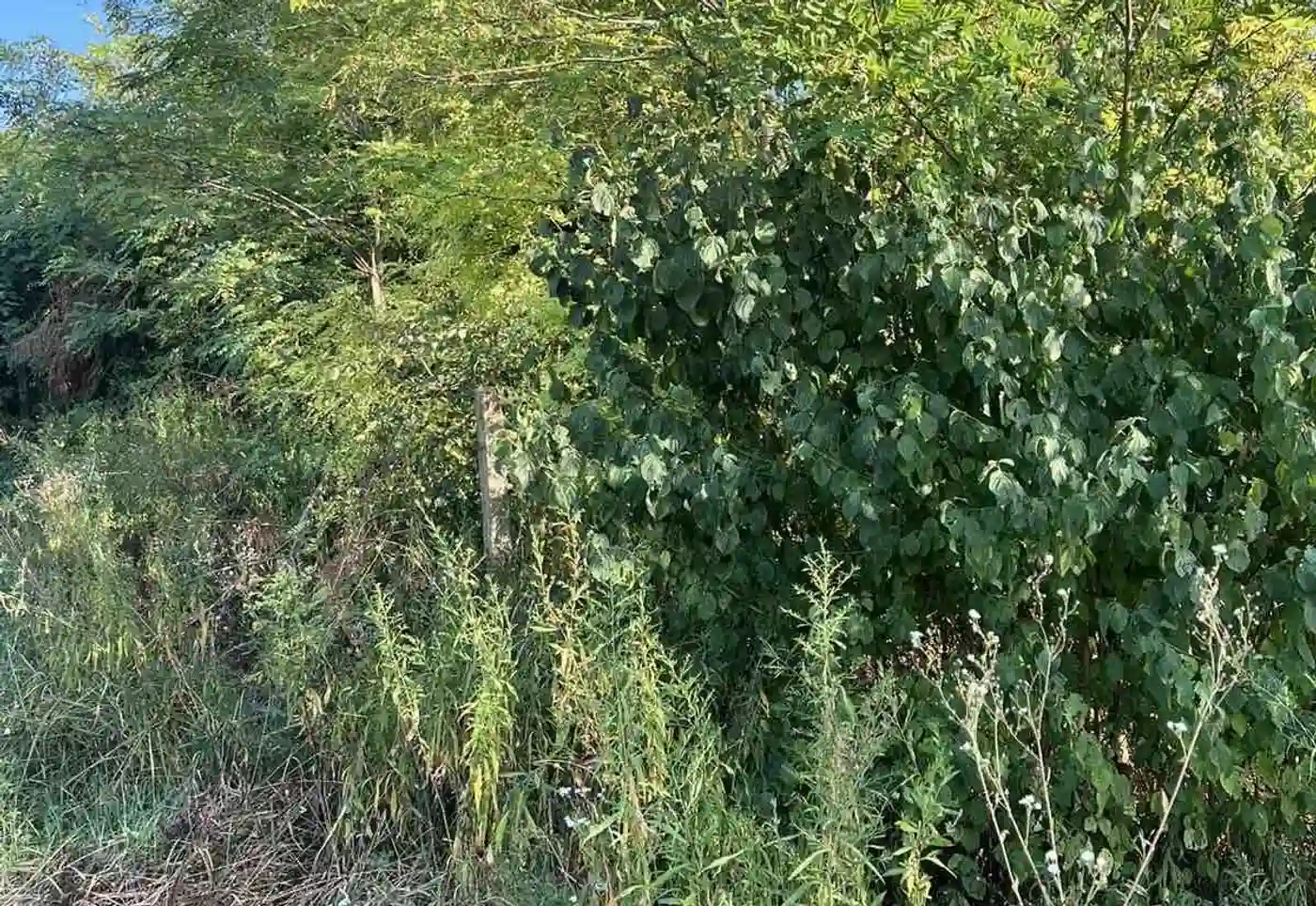 plac na prodaju Petrovaradin 2465m2 515899