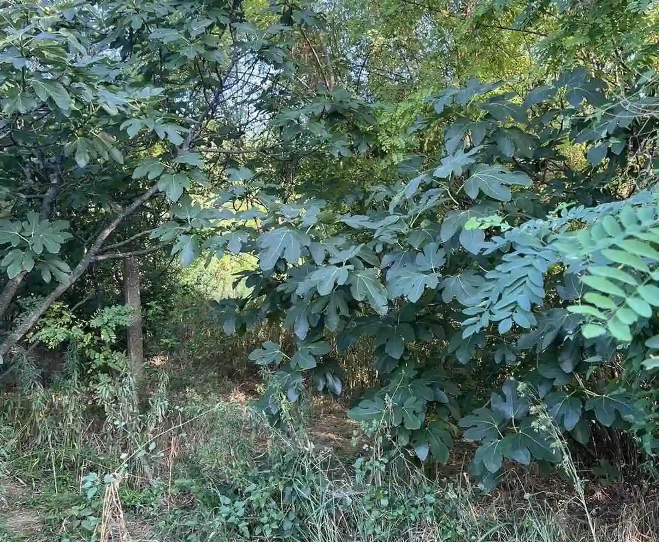 plac na prodaju Petrovaradin 2465m2 515899