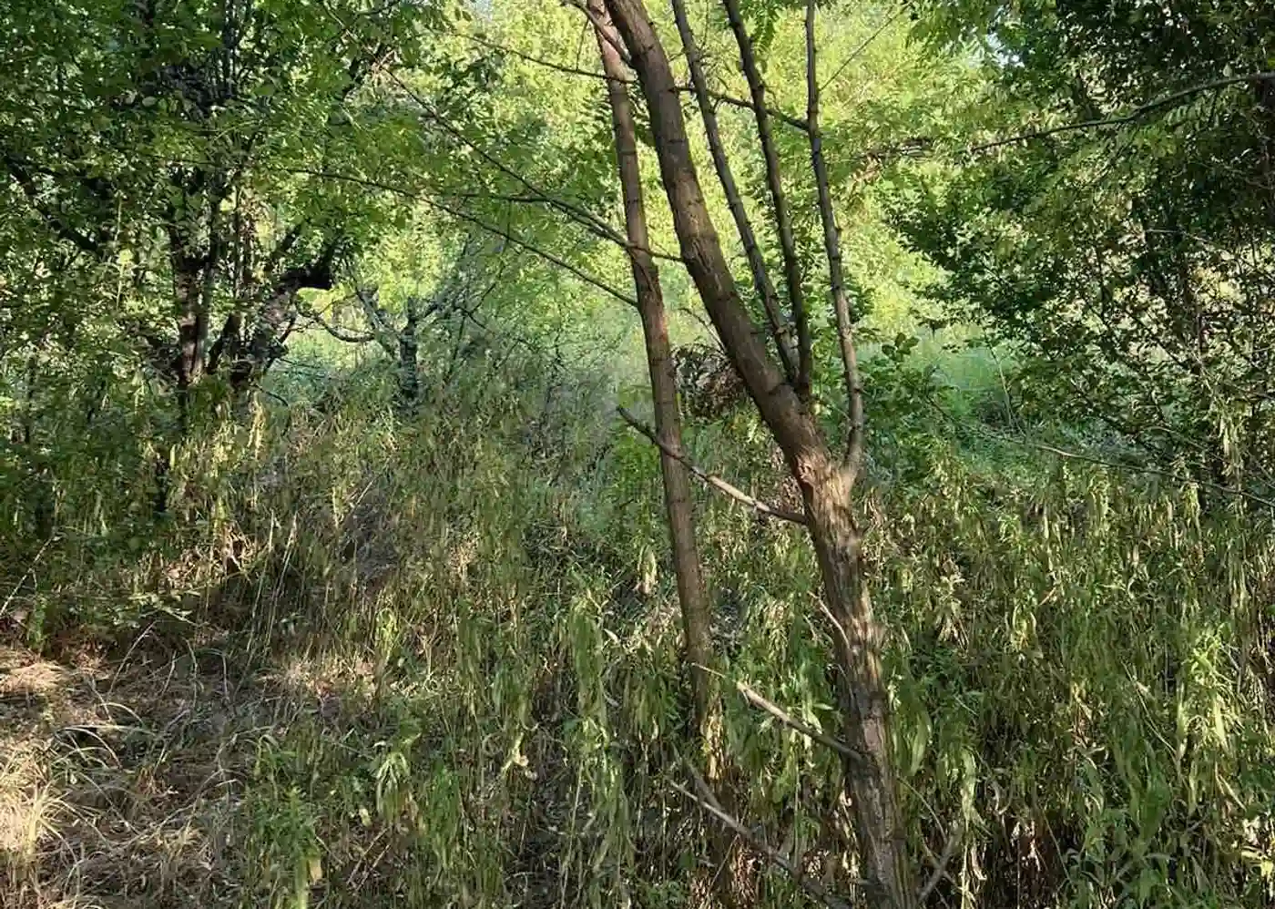 plac na prodaju Petrovaradin 2465m2 515899