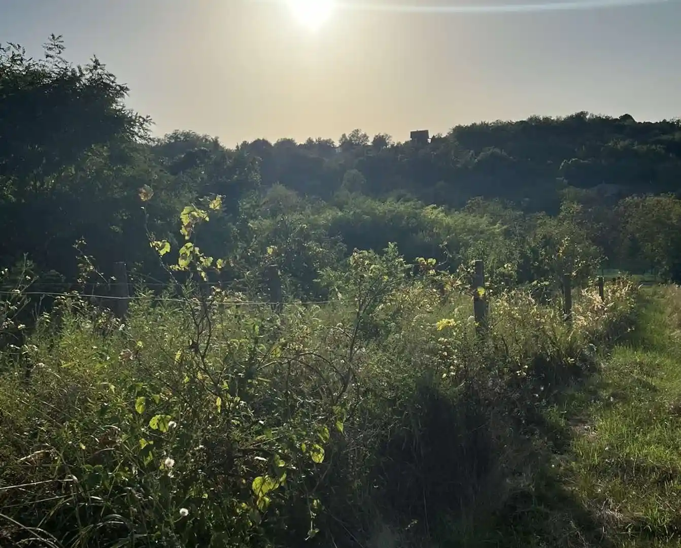 plac na prodaju Petrovaradin 2465m2 515899