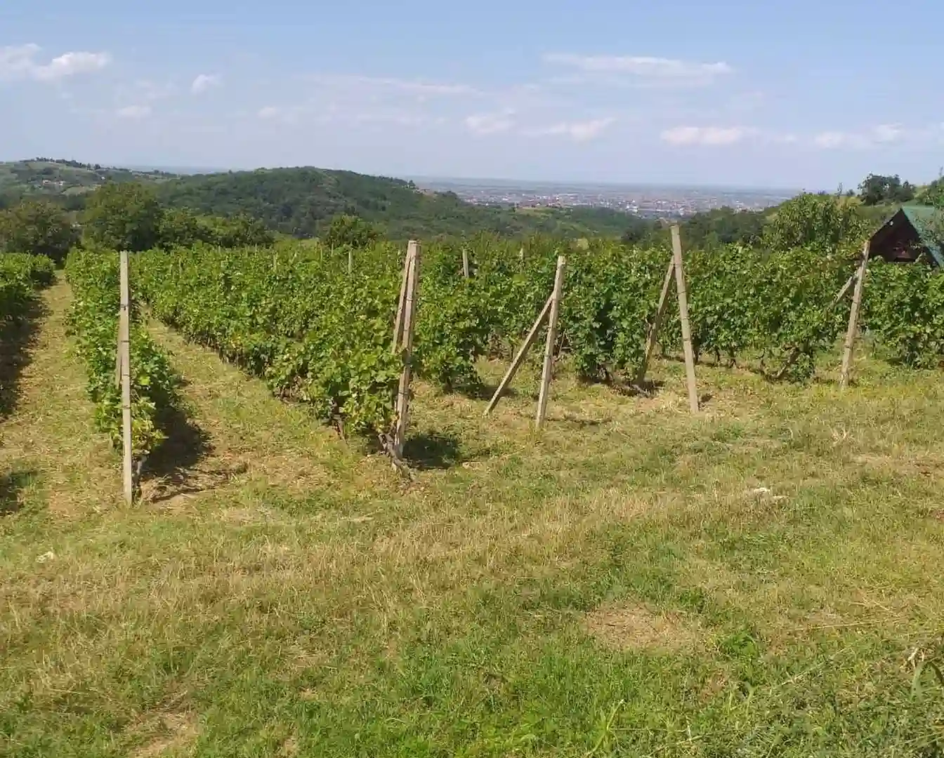 plac na prodaju Ledinci 7990m2 516149