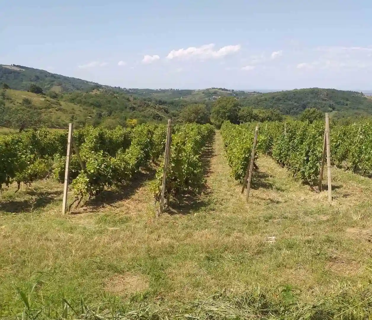 plac na prodaju Ledinci 7990m2 516149