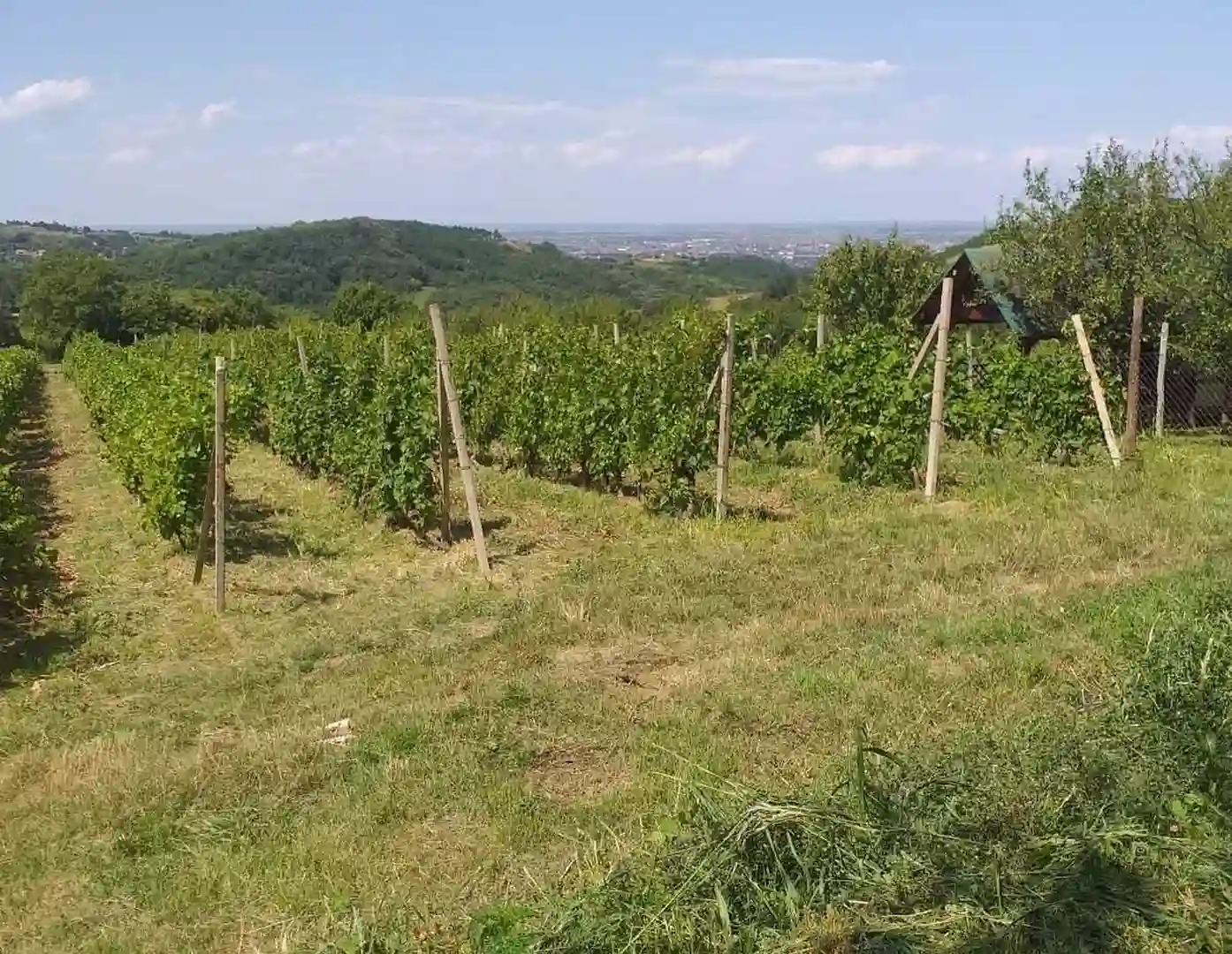 plac na prodaju Ledinci 7990m2 516149