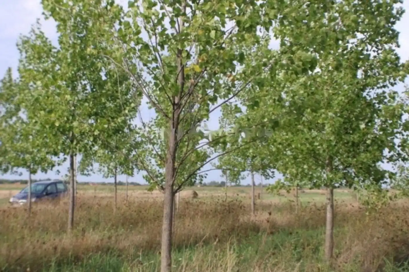 plac na prodaju Zrenjanin, 100000m2 517780