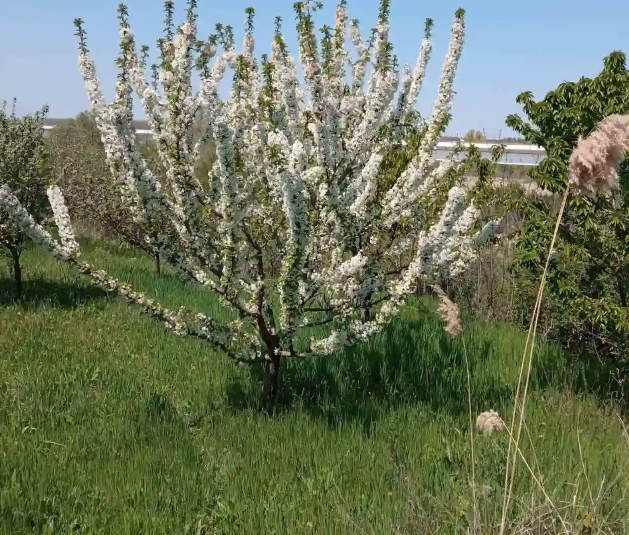 plac na prodaju Sremski Karlovci 2522m2 518014