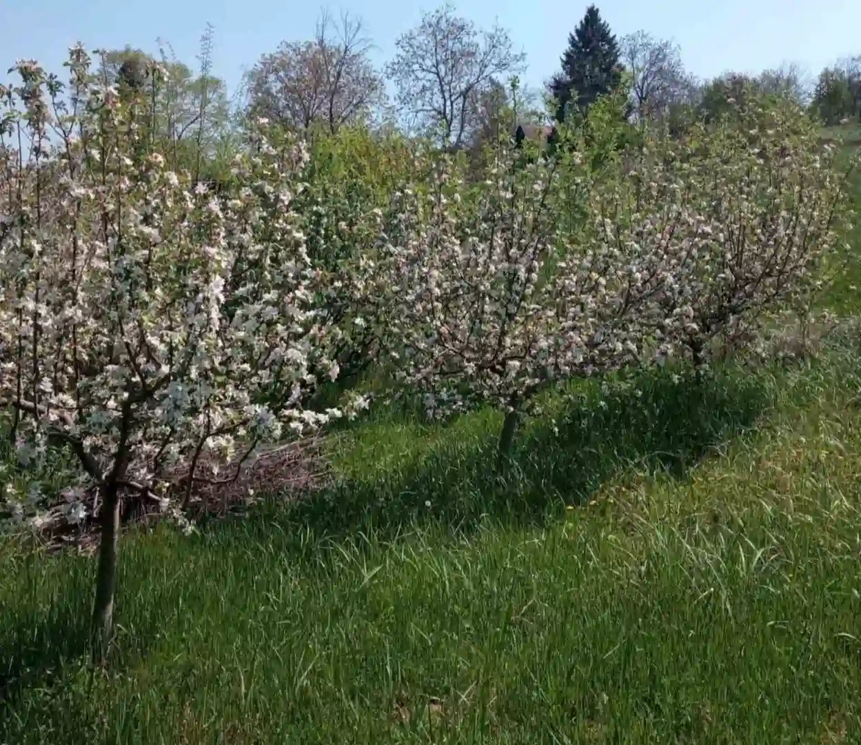plac na prodaju Sremski Karlovci 2522m2 518014