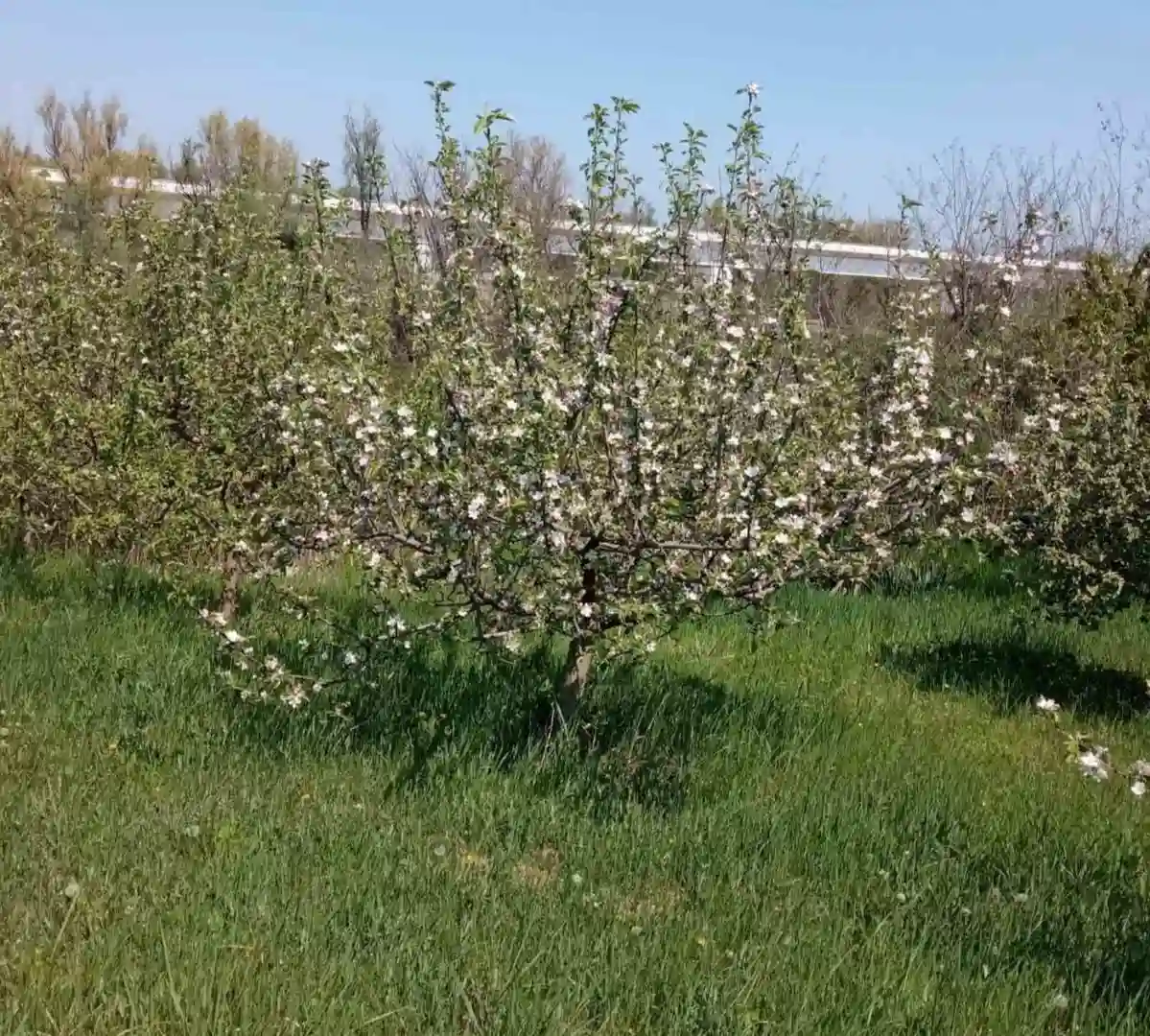plac na prodaju Sremski Karlovci 2522m2 518014