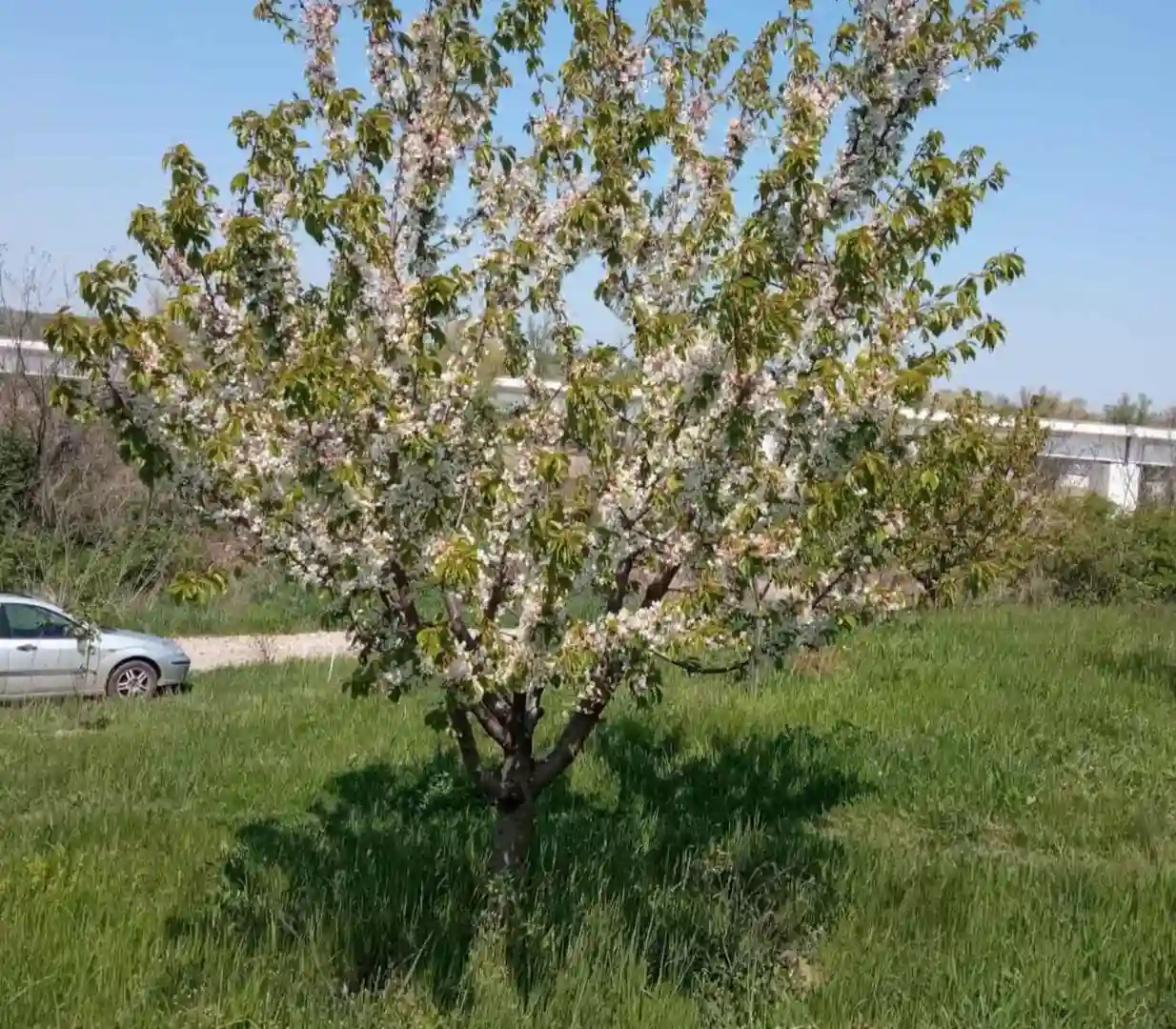 plac na prodaju Sremski Karlovci 2522m2 518014