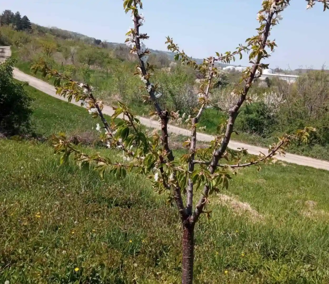 plac na prodaju Sremski Karlovci, 1849m2 518258