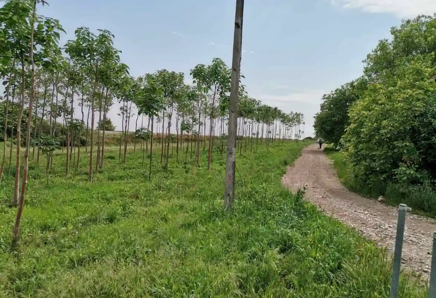 plac na prodaju Budisava, 3030m2 519610