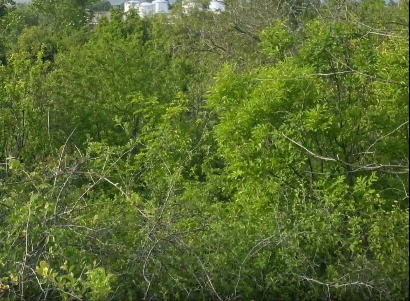 plac na prodaju Sremski Karlovci 3676m2 507294