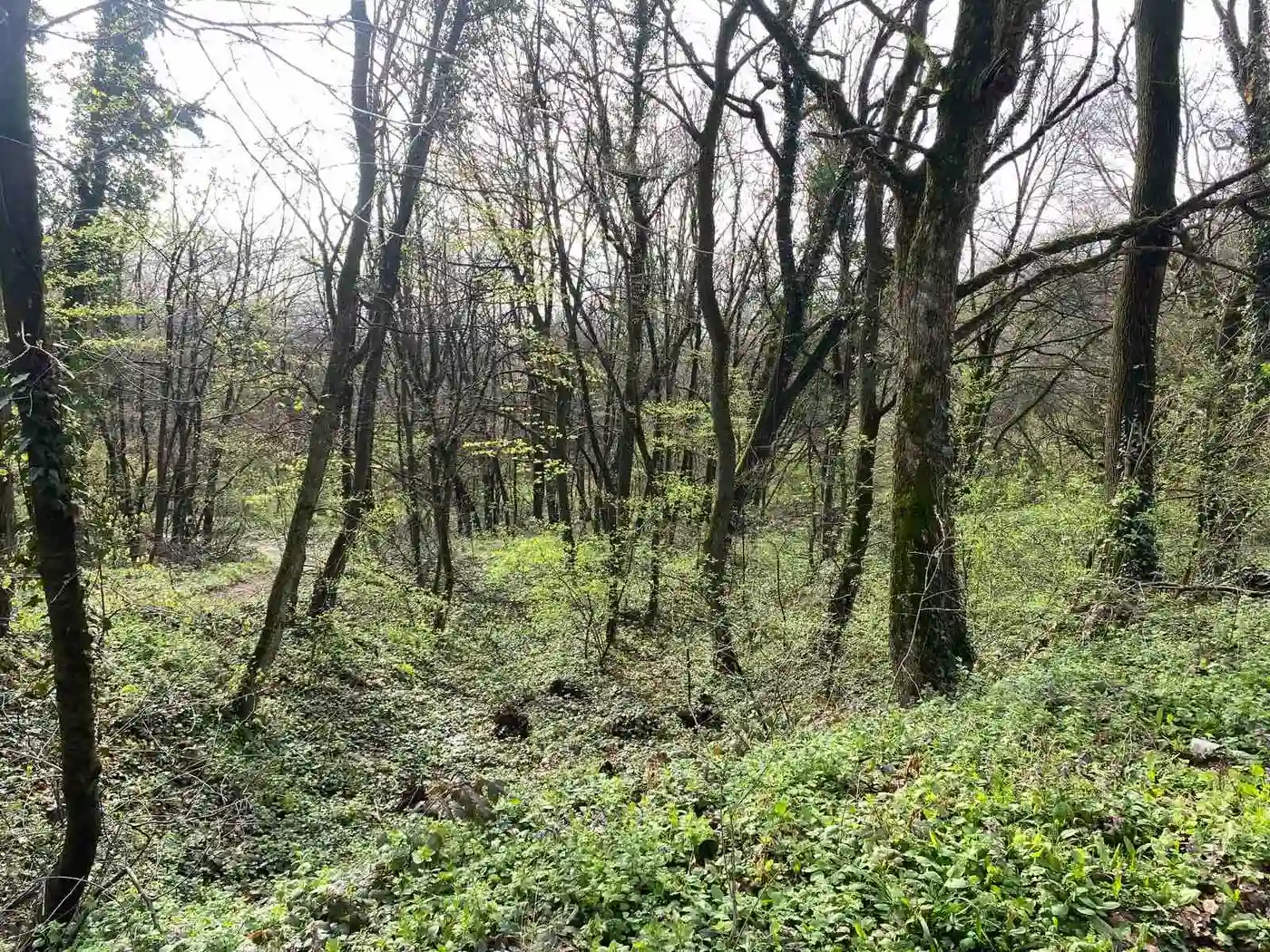 plac na prodaju Vrdnik 1403m2 525592