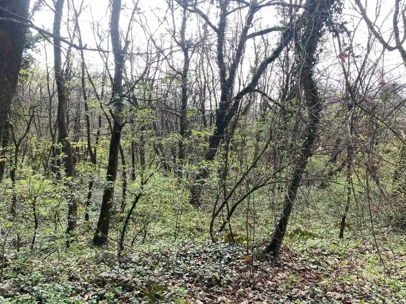 plac na prodaju Vrdnik 1403m2 525592