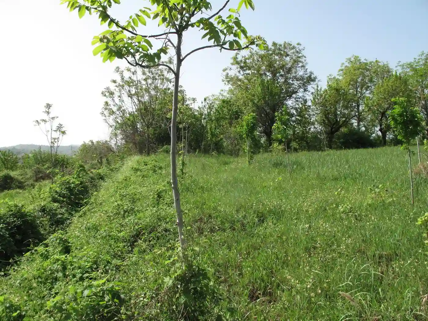 plac na prodaju Petrovaradin 1357m2 526080