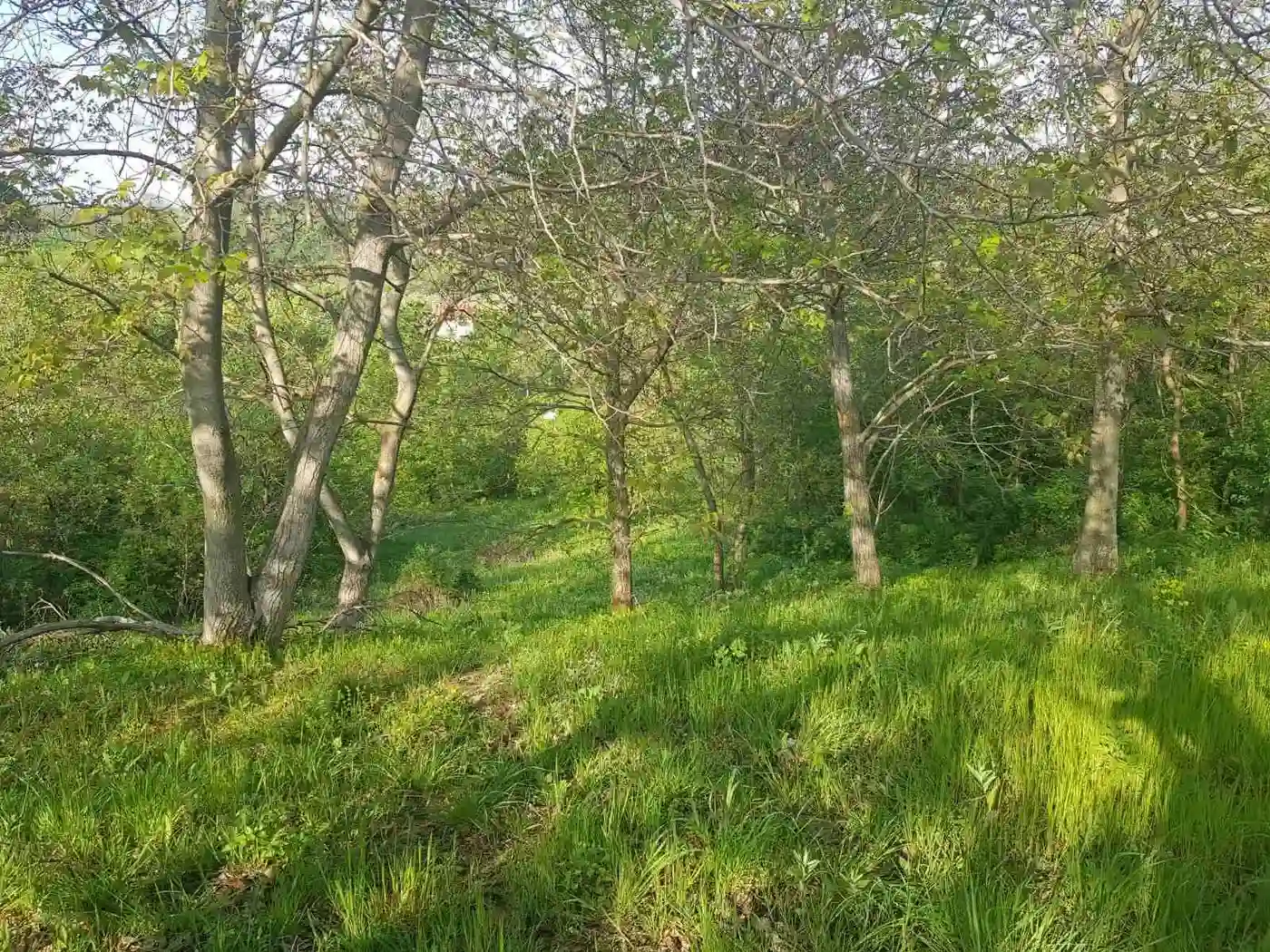 plac na prodaju Maradik 12240m2 527322
