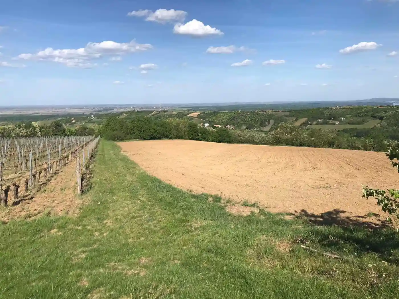plac na prodaju Sremski Karlovci 12392m2 527329