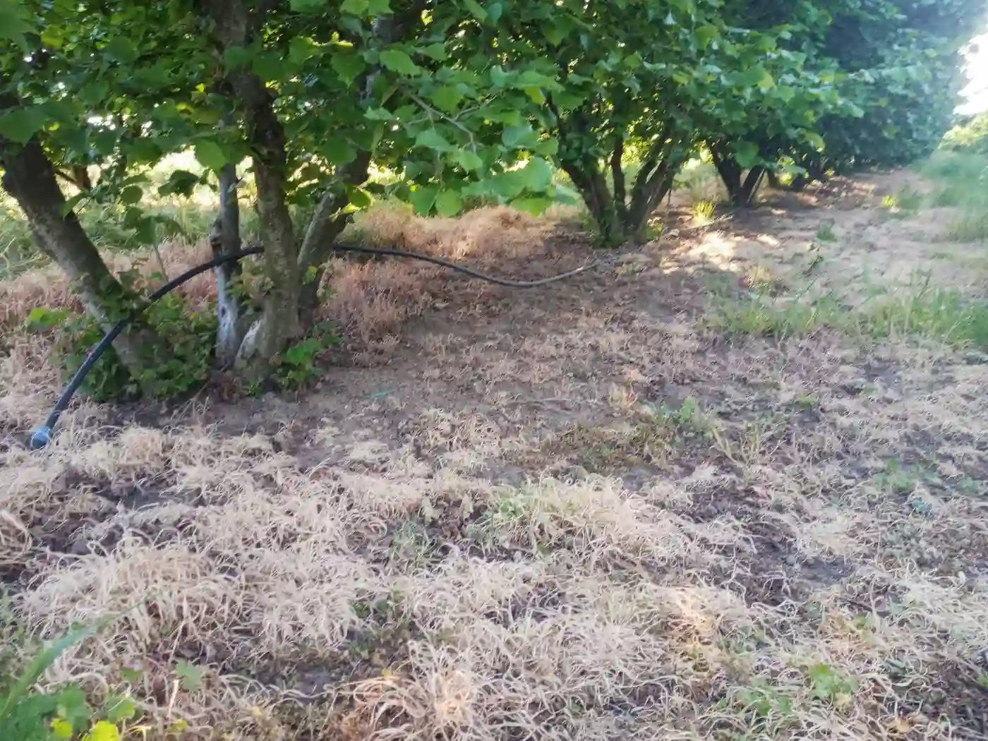 plac na prodaju Vrbas 11510m2 527852