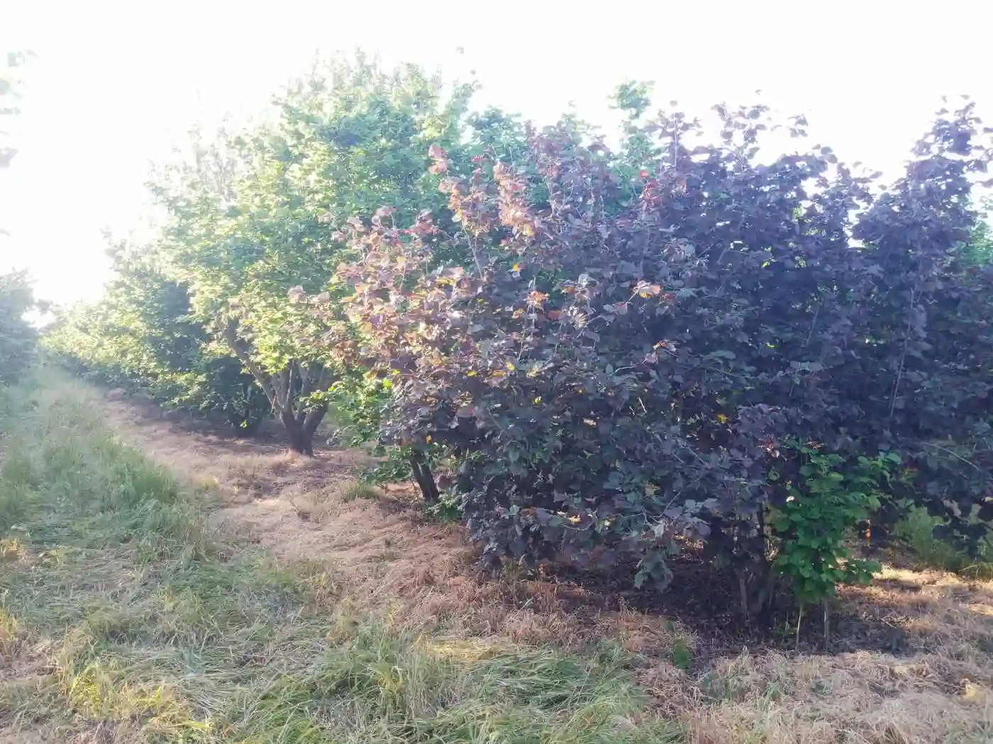 plac na prodaju Vrbas 11510m2 527852