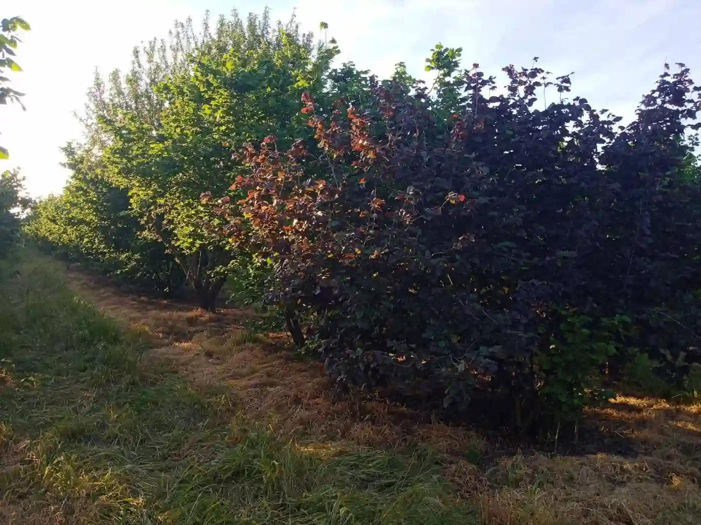 plac na prodaju Vrbas 11510m2 527852