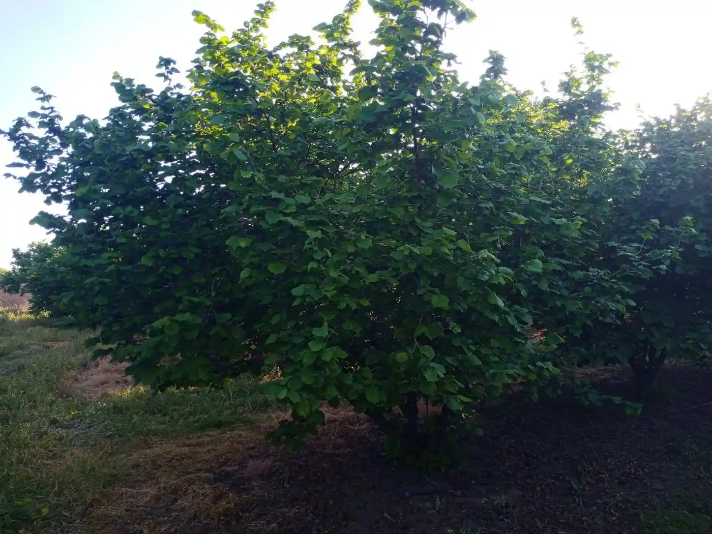 plac na prodaju Vrbas 11510m2 527852
