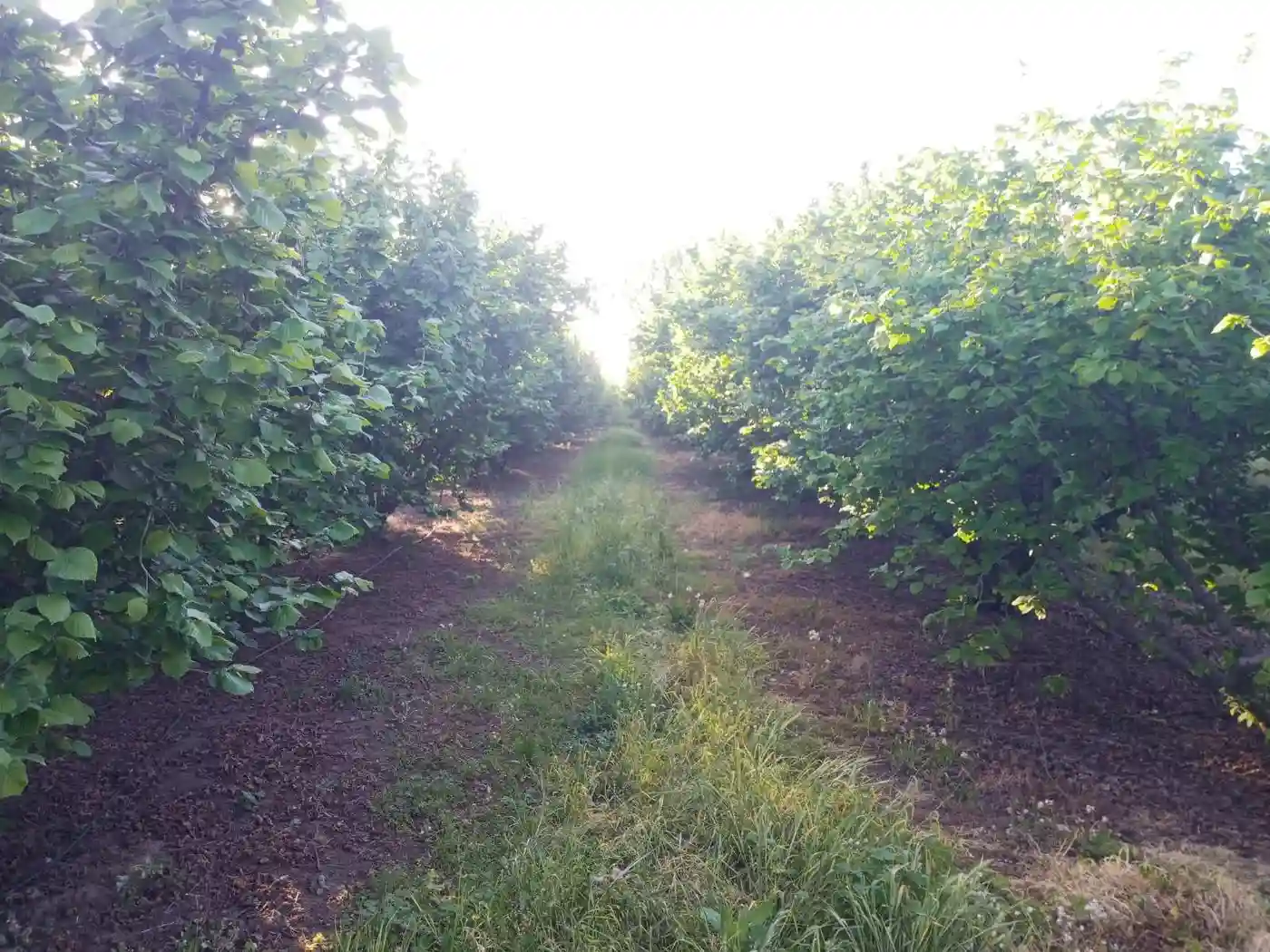 plac na prodaju Vrbas 11510m2 527852