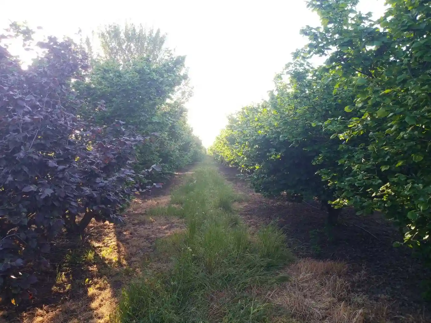 plac na prodaju Vrbas 11510m2 527852