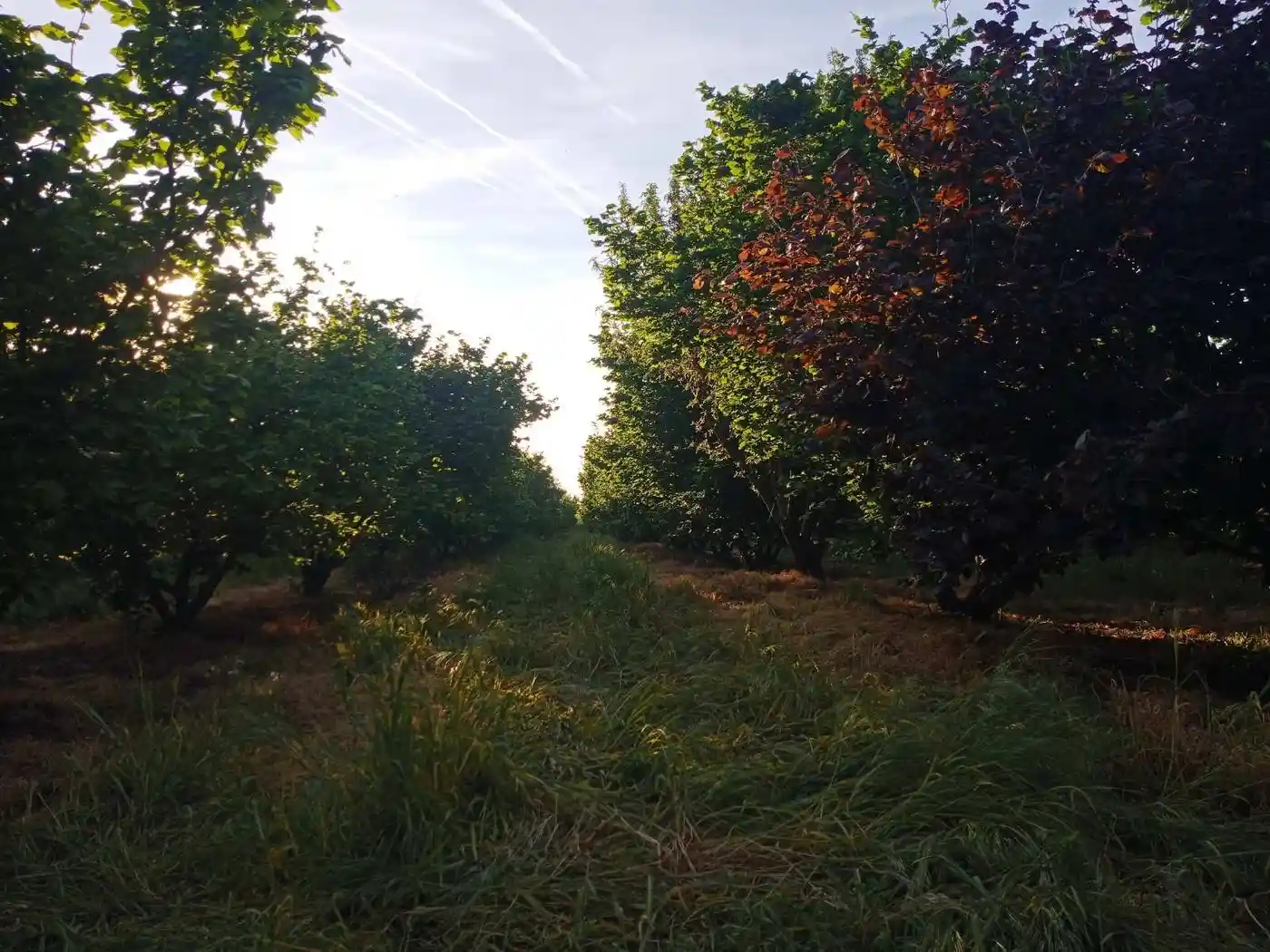 plac na prodaju Vrbas 11510m2 527852