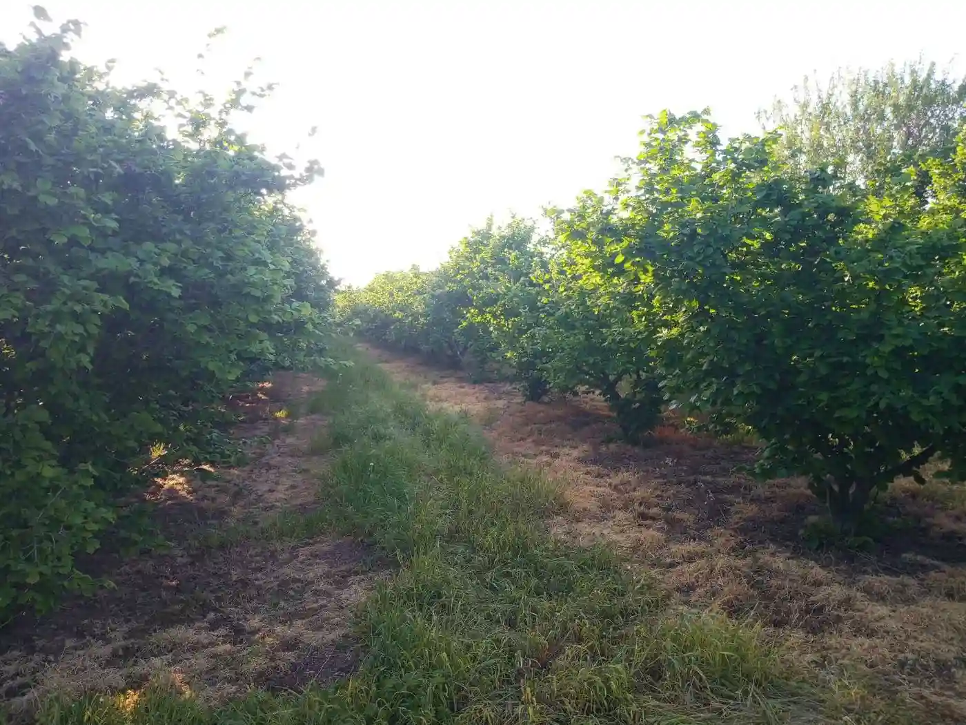 plac na prodaju Vrbas 11510m2 527852