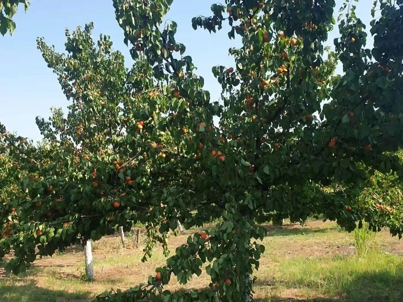 kuca na prodaju Lovćenac, 48m2 528422