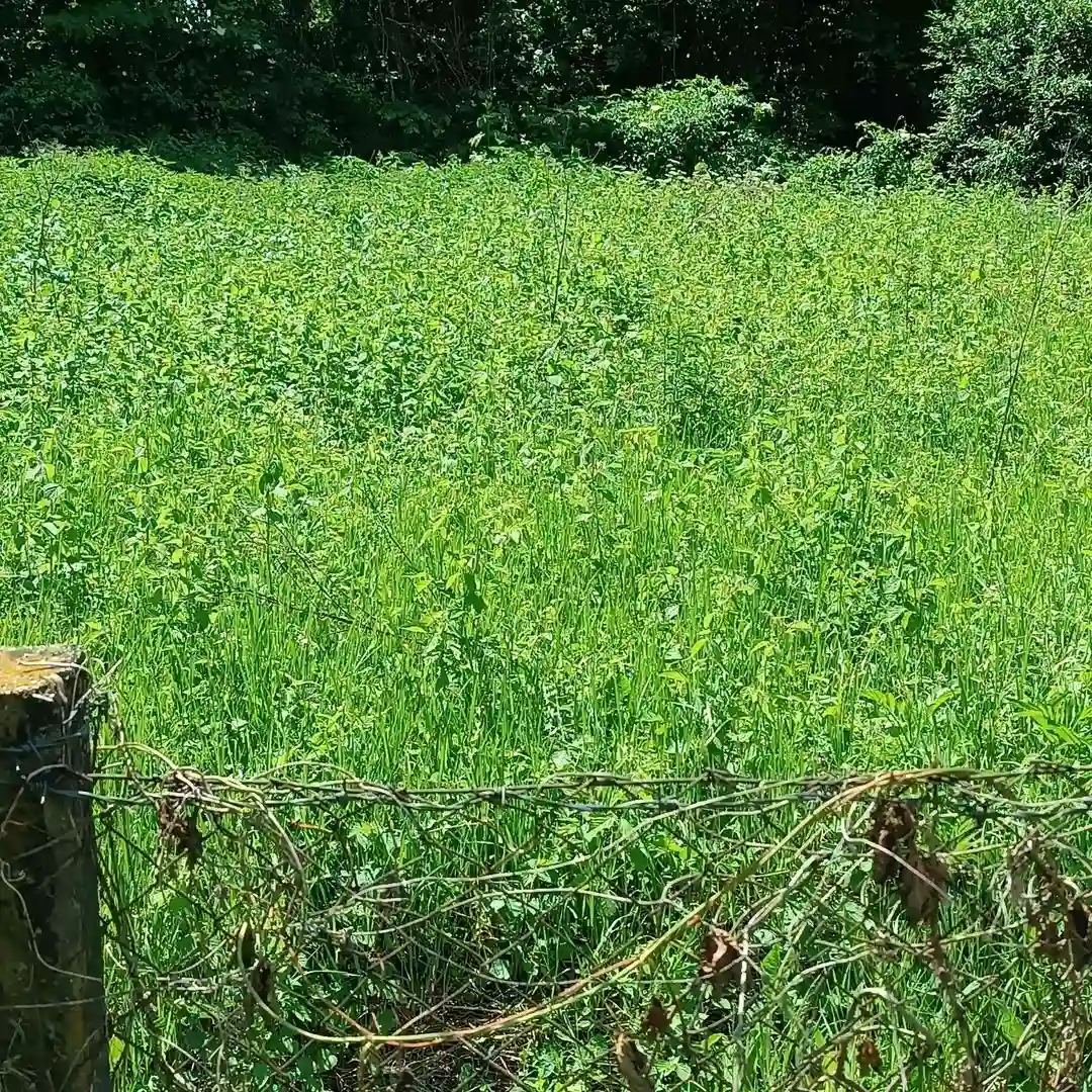 plac na prodaju Rakovac, 2088m2 528091